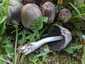 Barnapikkelyes tintagomba (Coprinopsis romagnesiana), Budapest
